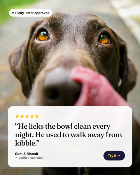 Meta ad for a dog food brand